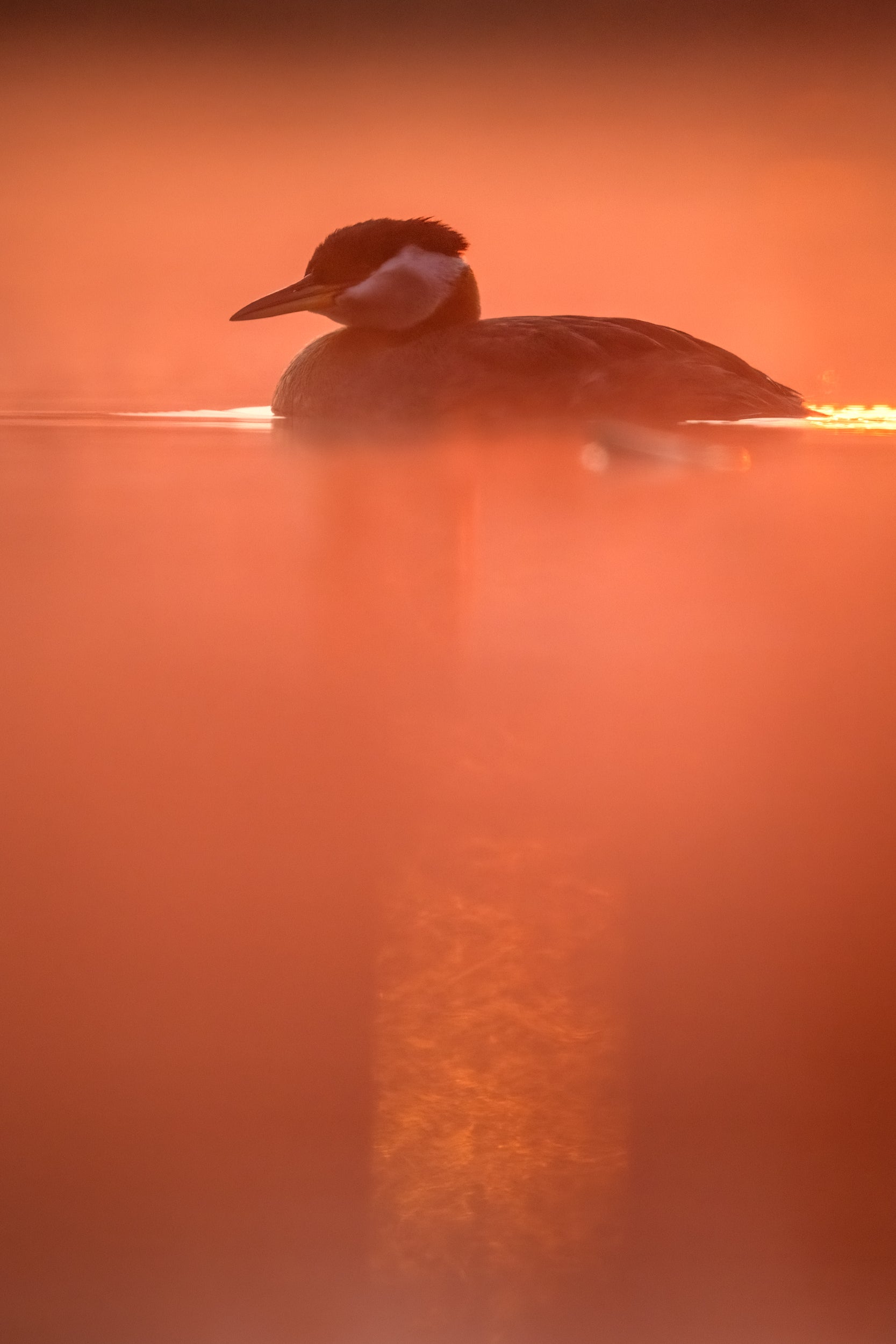 Red-necked Grebe 033