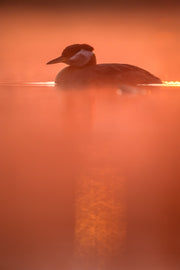 Red-necked Grebe 033