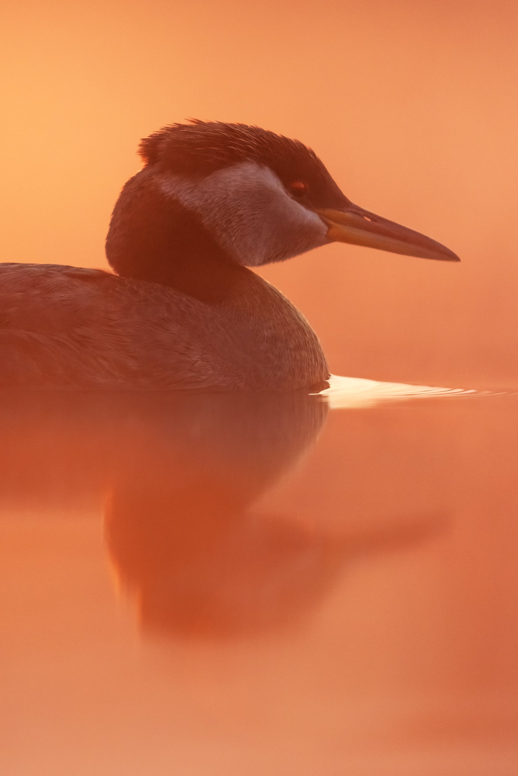 Red-necked Grebe 034
