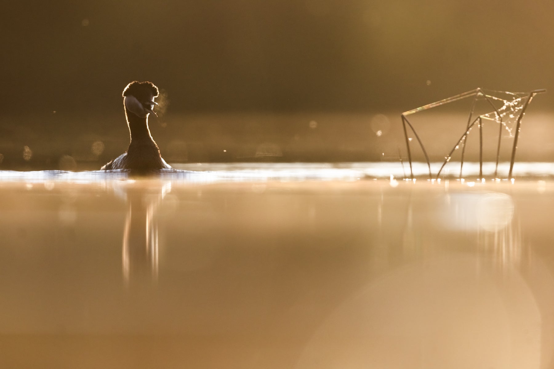 Red-necked Grebe 033