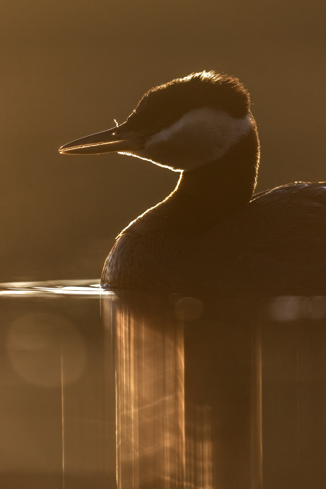 Red-necked Grebe 033