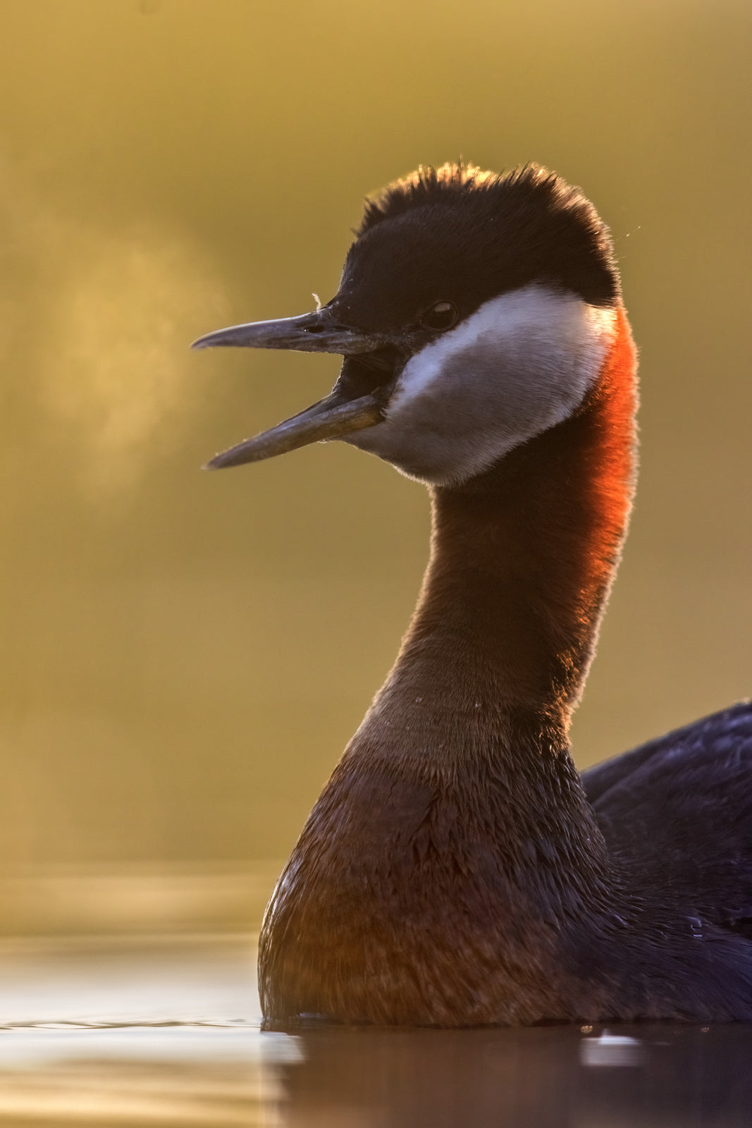 Red-necked Grebe 033
