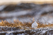 Rock Ptarmigan 012
