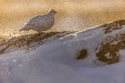Rock Ptarmigan 016