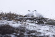 Rock Ptarmigan 018