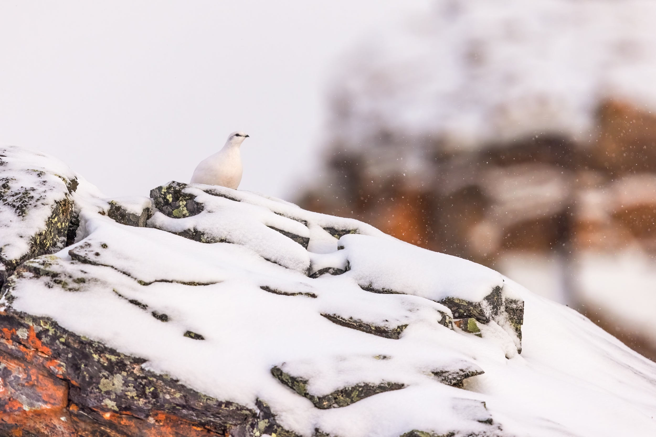 Rock Ptarmigan 002