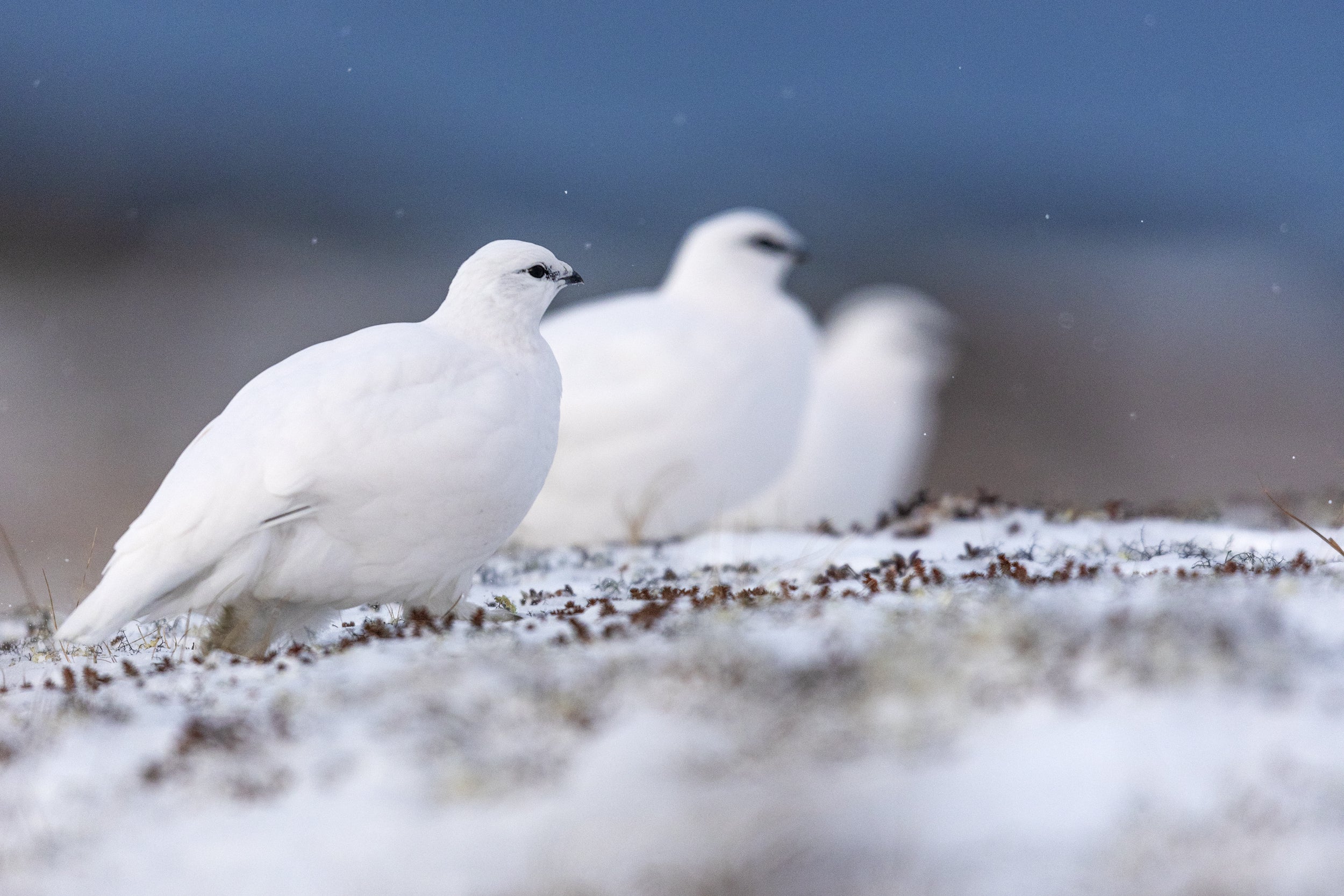 Rock Ptarmigan 024