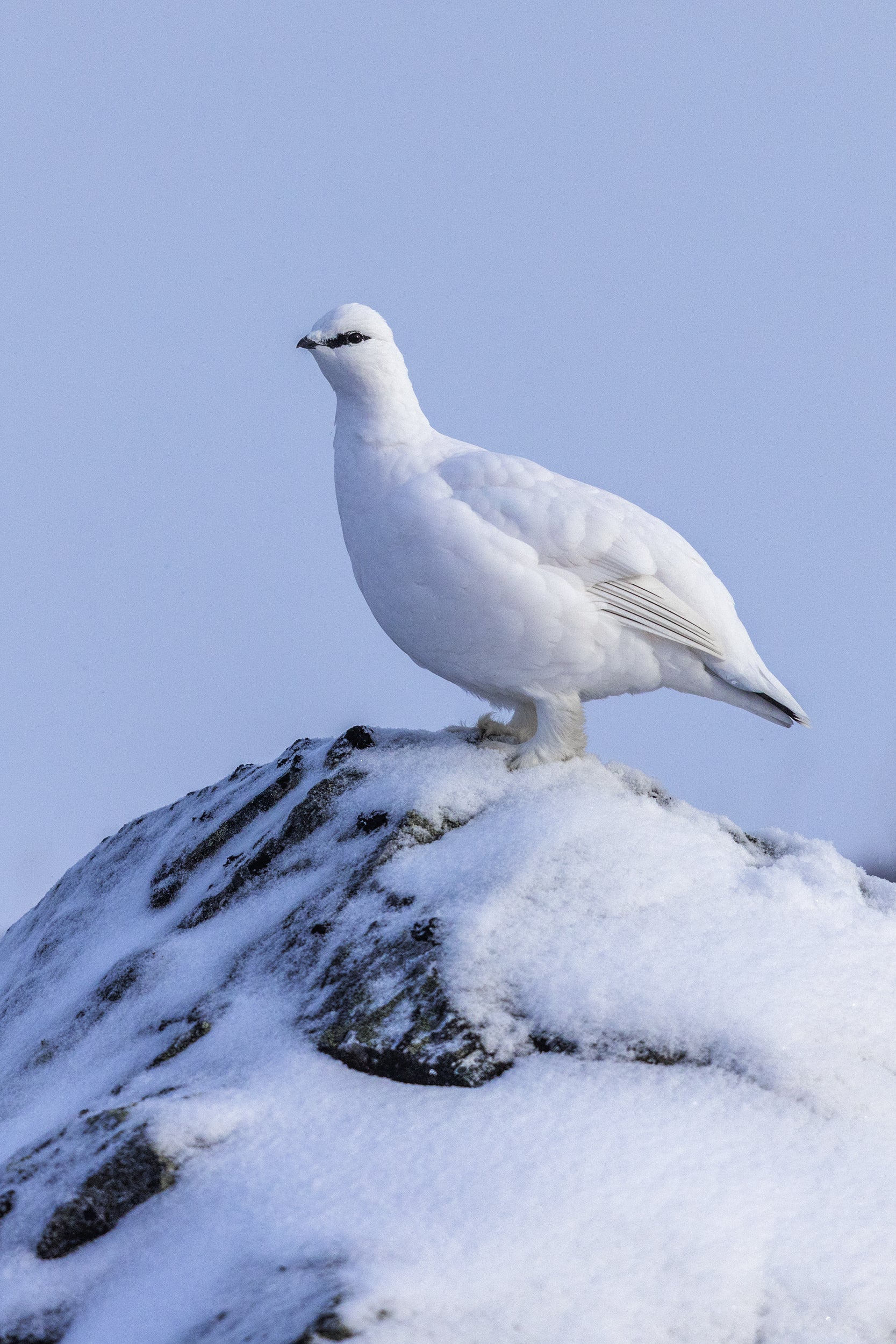 Rock Ptarmigan 07