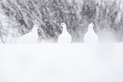 Willow Ptarmigan - Winter 003