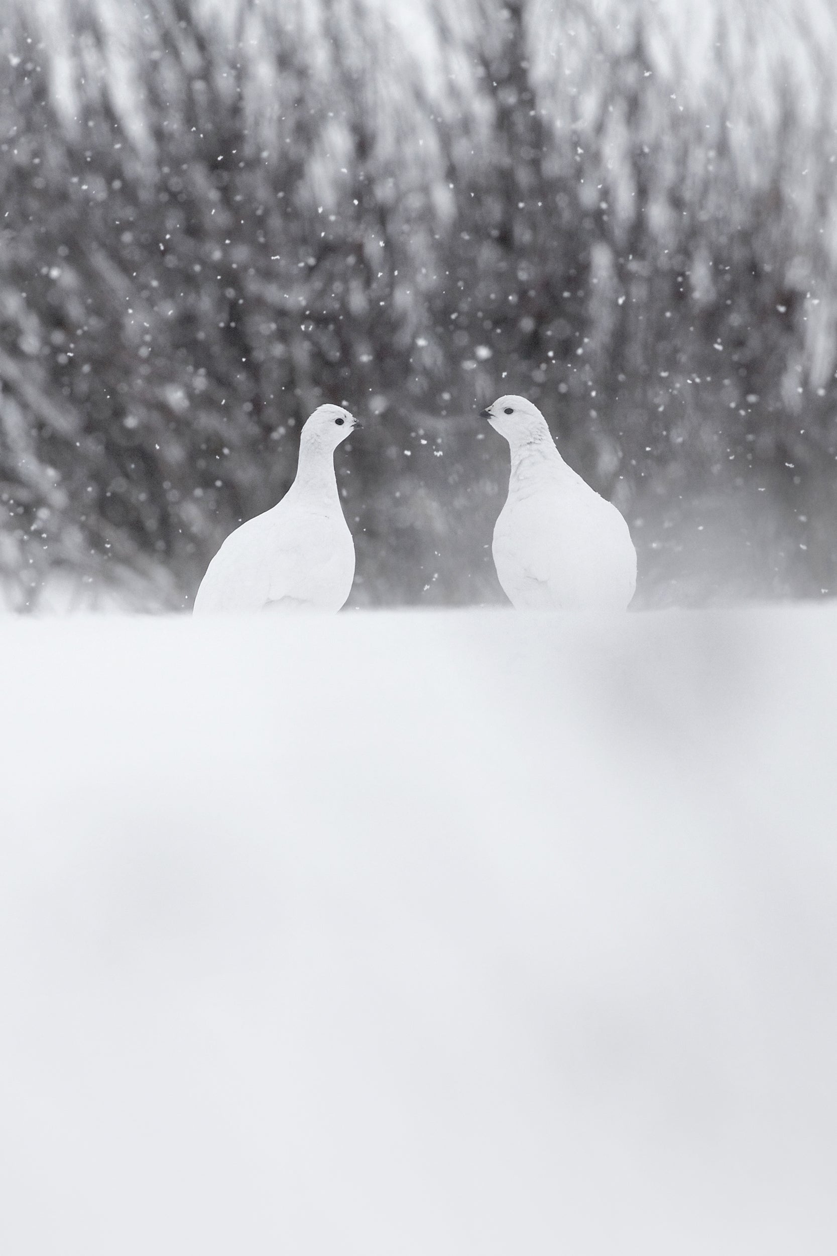 Willow Ptarmigan - Winter 009