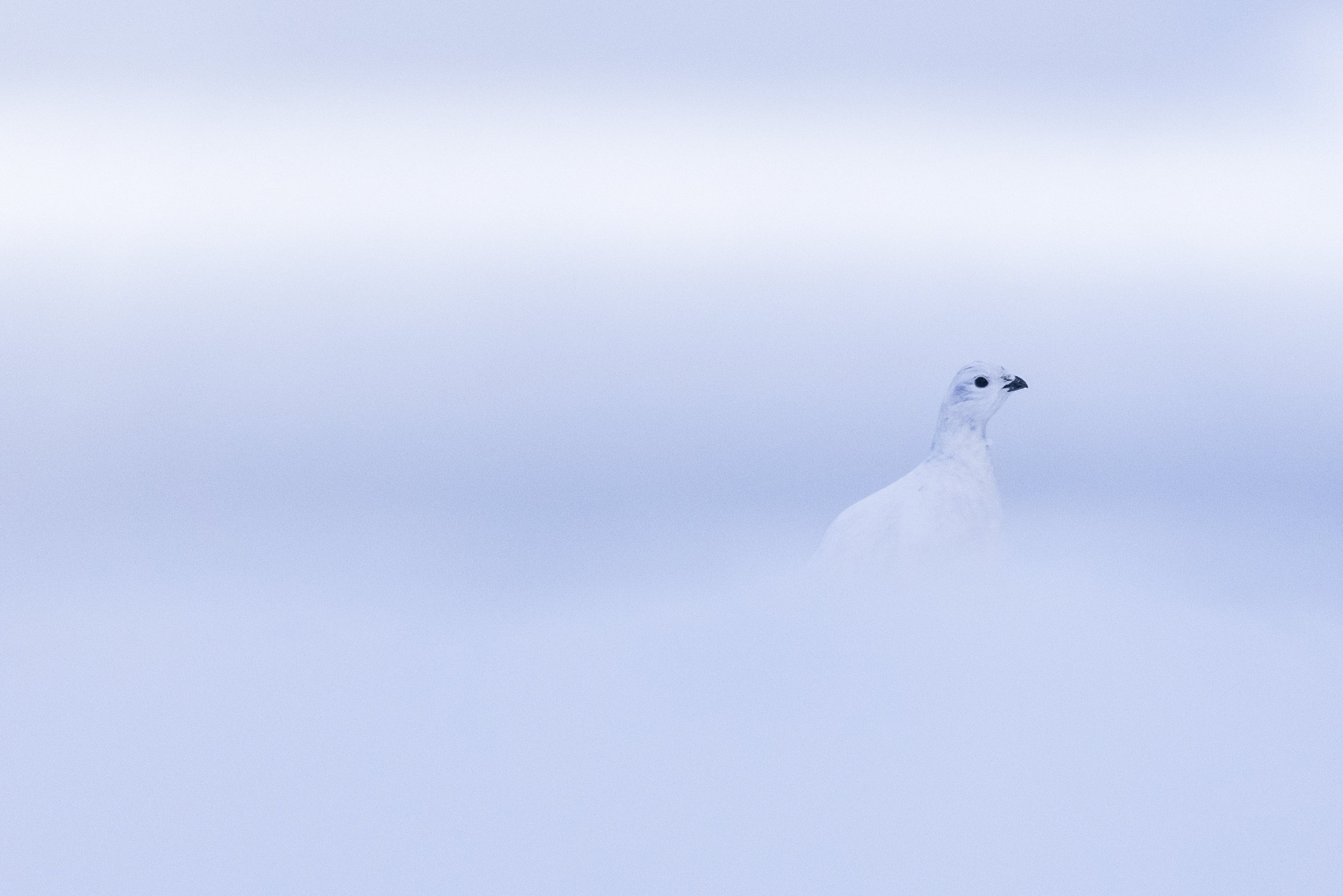 Willow Ptarmigan - Winter 100