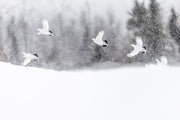 Willow Ptarmigan - Winter 105