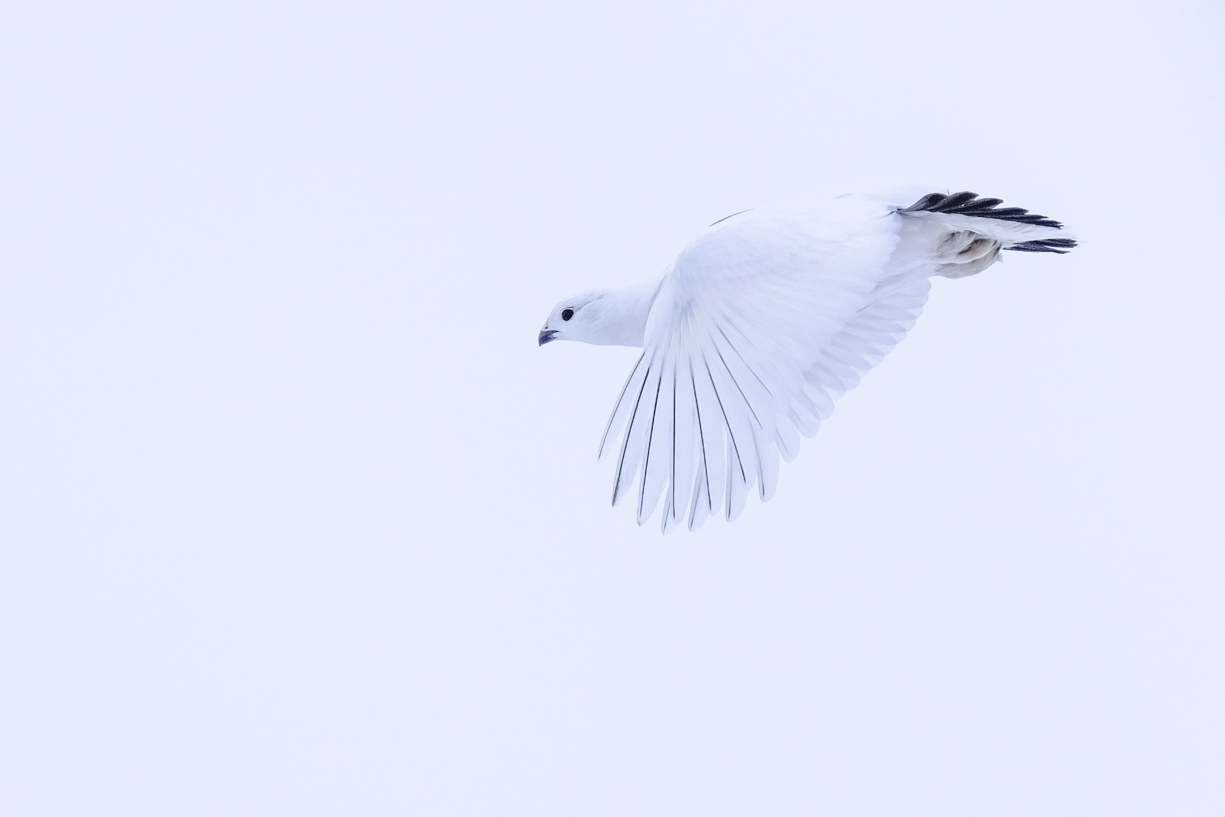 Willow Ptarmigan - Winter 108