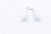 Willow Ptarmigan - Winter 110