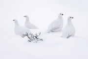 Willow Ptarmigan - Winter 111