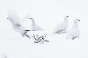 Willow Ptarmigan - Winter 112