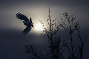 Willow Ptarmigan - Winter 115