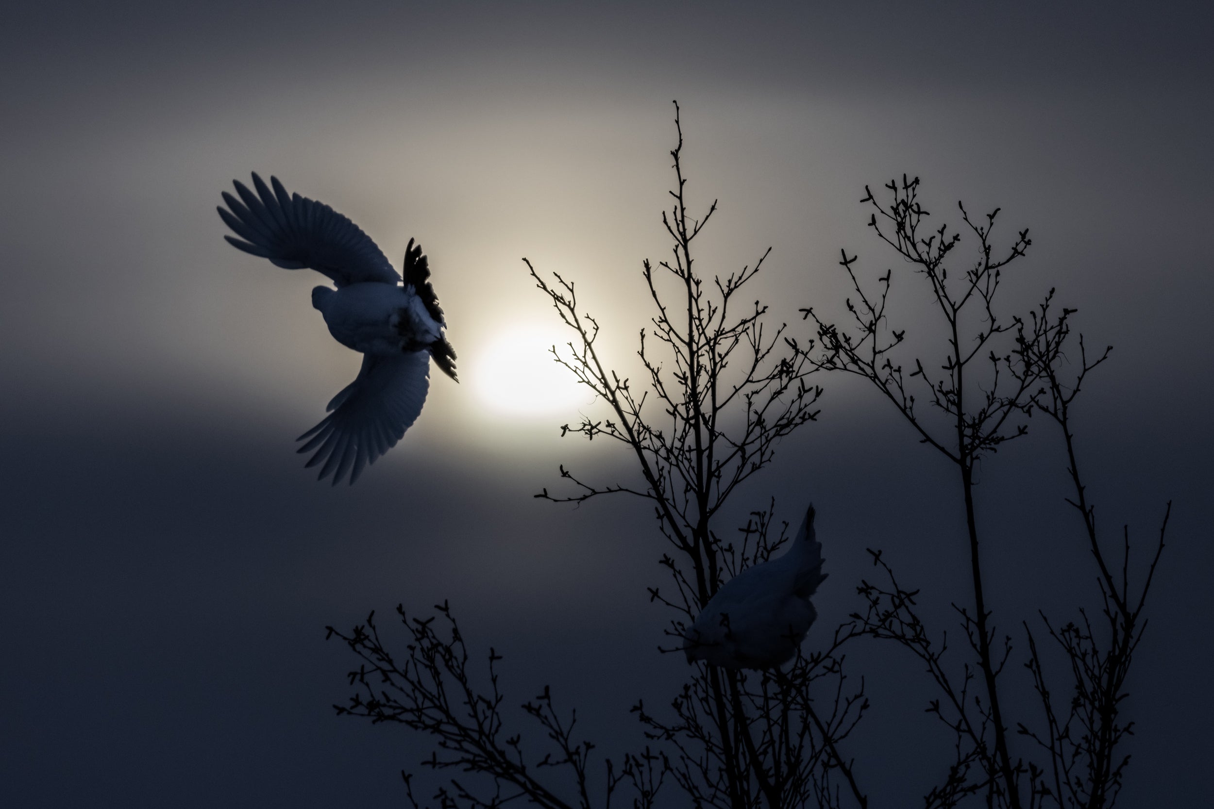 Willow Ptarmigan - Winter 115