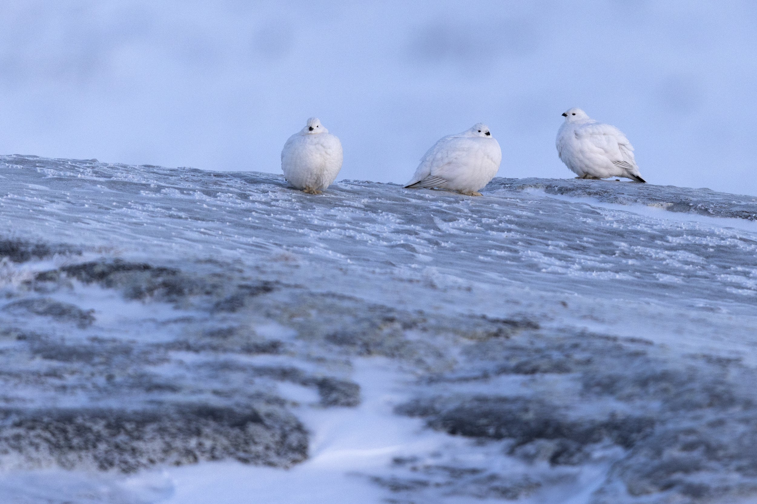 Willow Ptarmigan - Winter 120