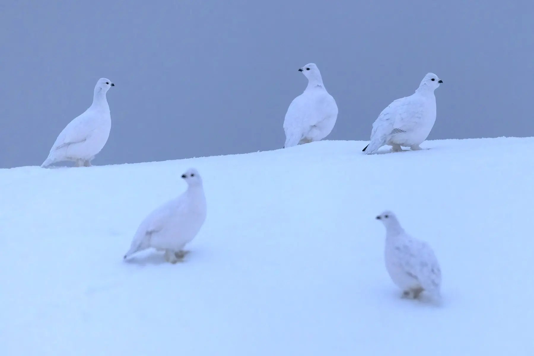 Lagopède des saules - Hiver 125 - Jean-Simon Bégin - Photographe Animalier et Artiste Peintre