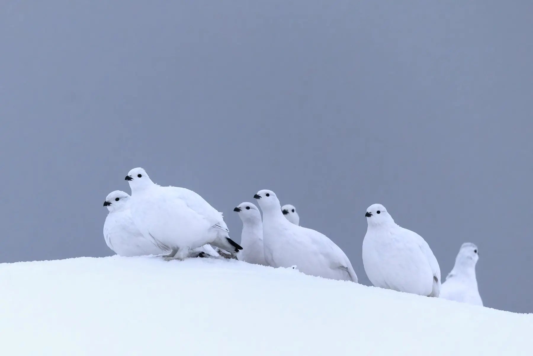 Lagopède des saules - Hiver 127 - Jean-Simon Bégin - Photographe Animalier et Artiste Peintre