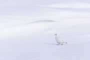Willow Ptarmigan - Winter 019