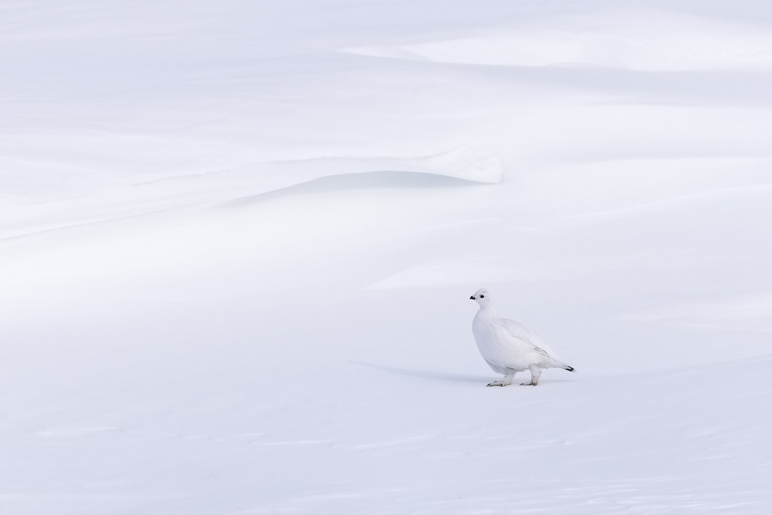 Willow Ptarmigan - Winter 019