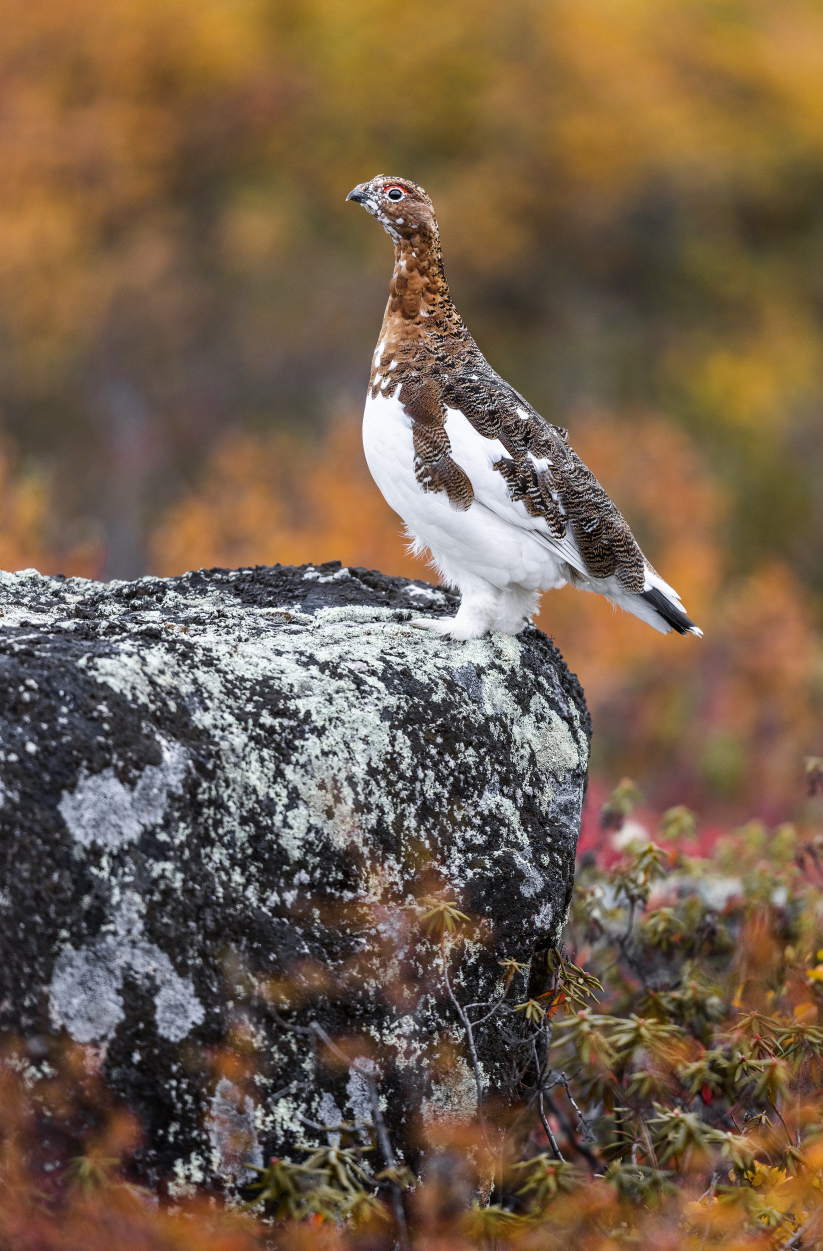 Willow Ptarmigan - Summer 023