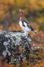 Willow Ptarmigan - Summer 023