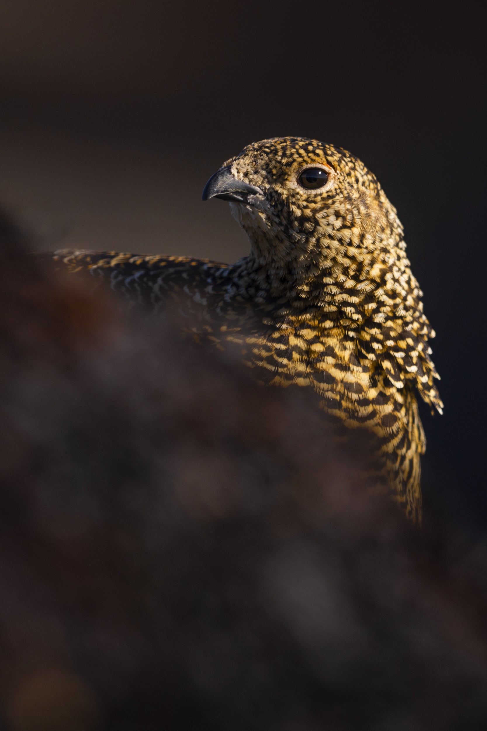 Willow Ptarmigan - Summer 027