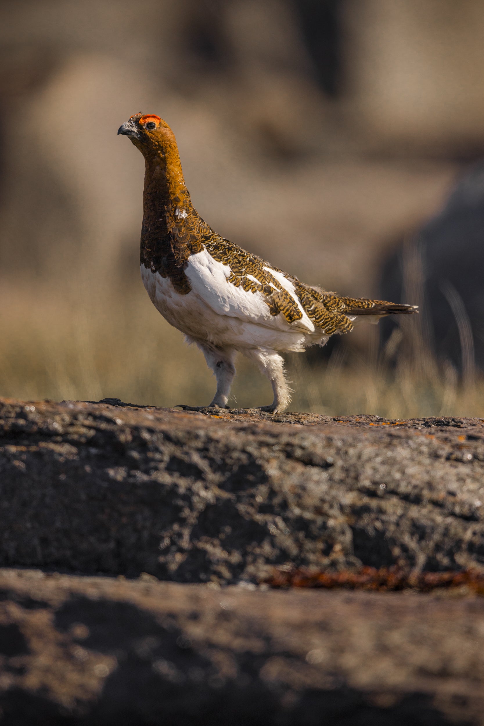 Willow Ptarmigan - Summer 032