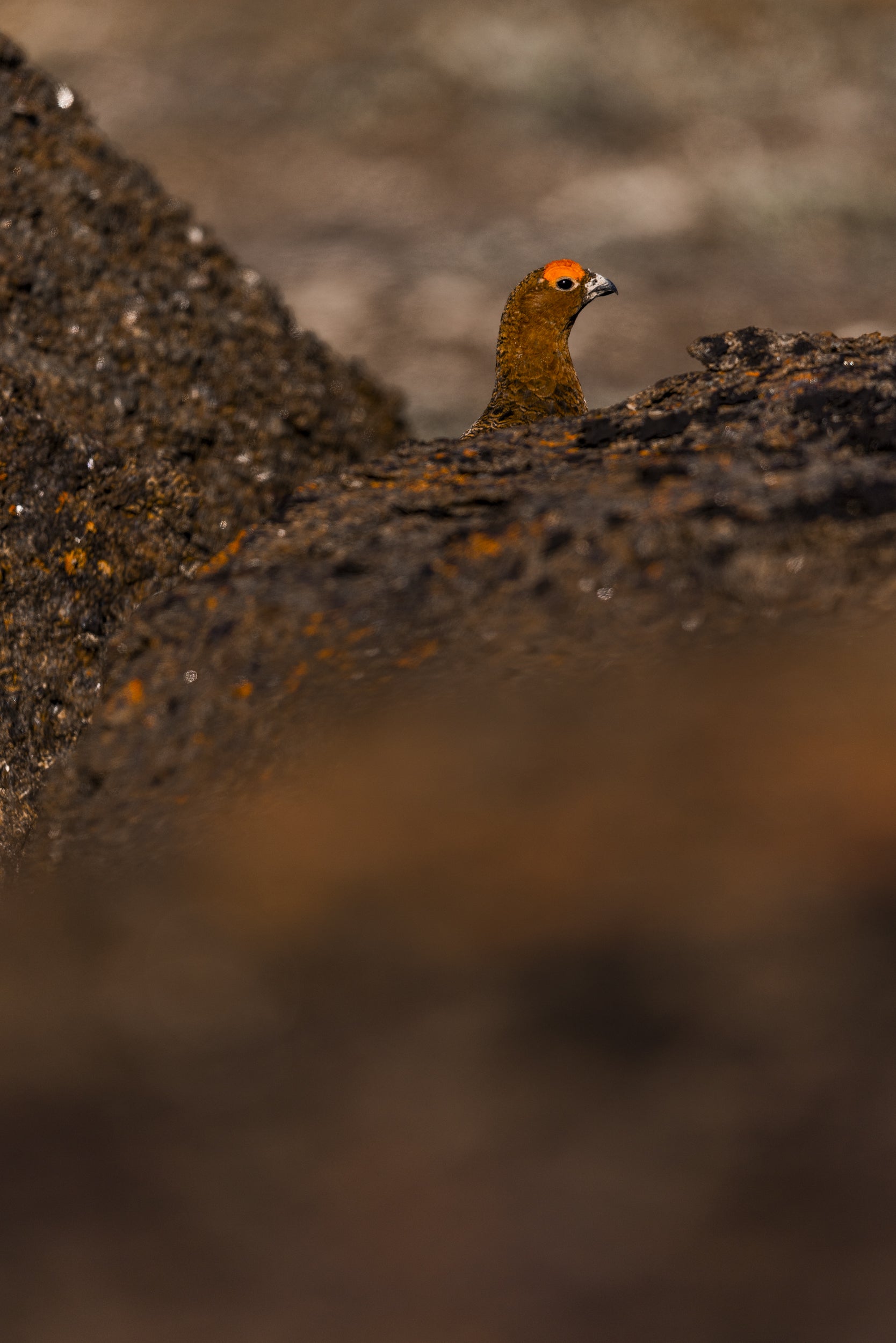 Willow Ptarmigan - Summer 033