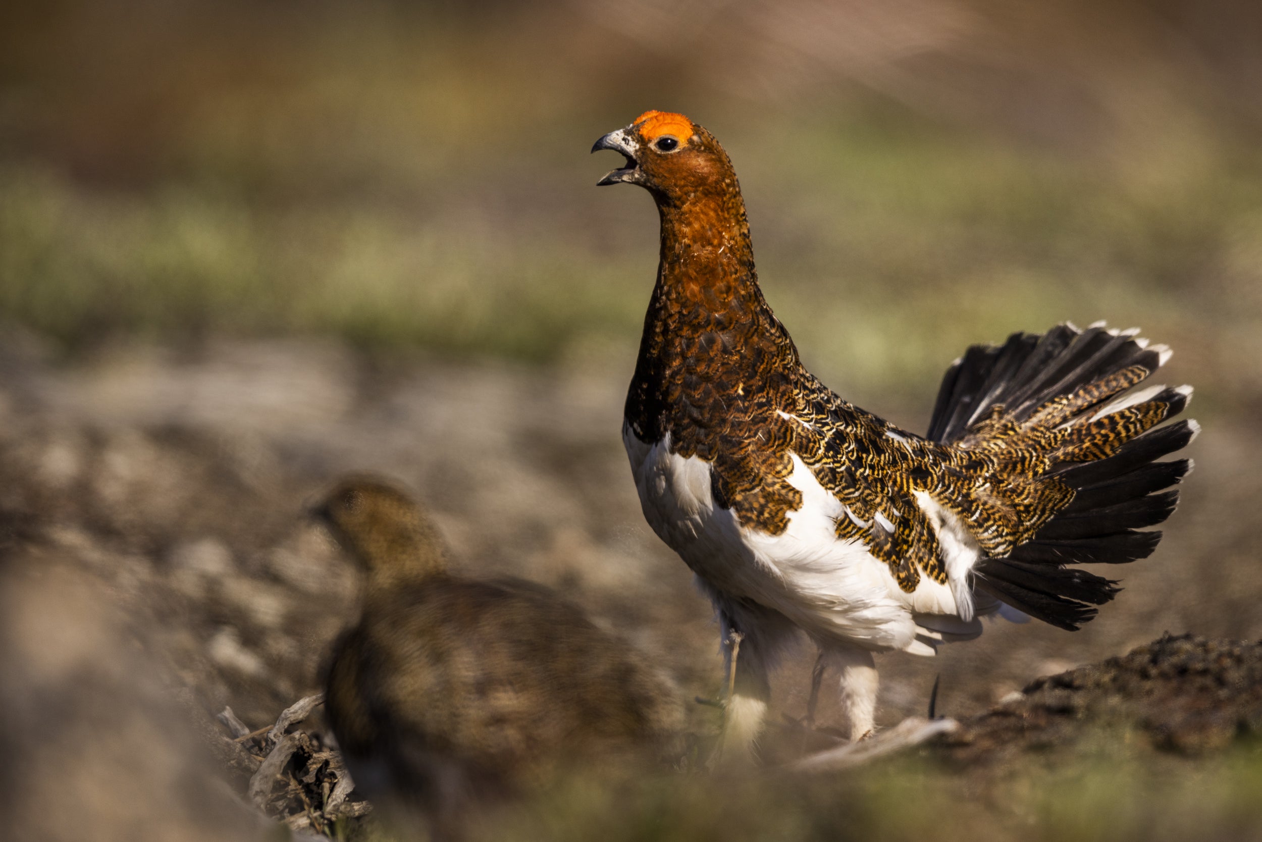Willow Ptarmigan - Summer 035