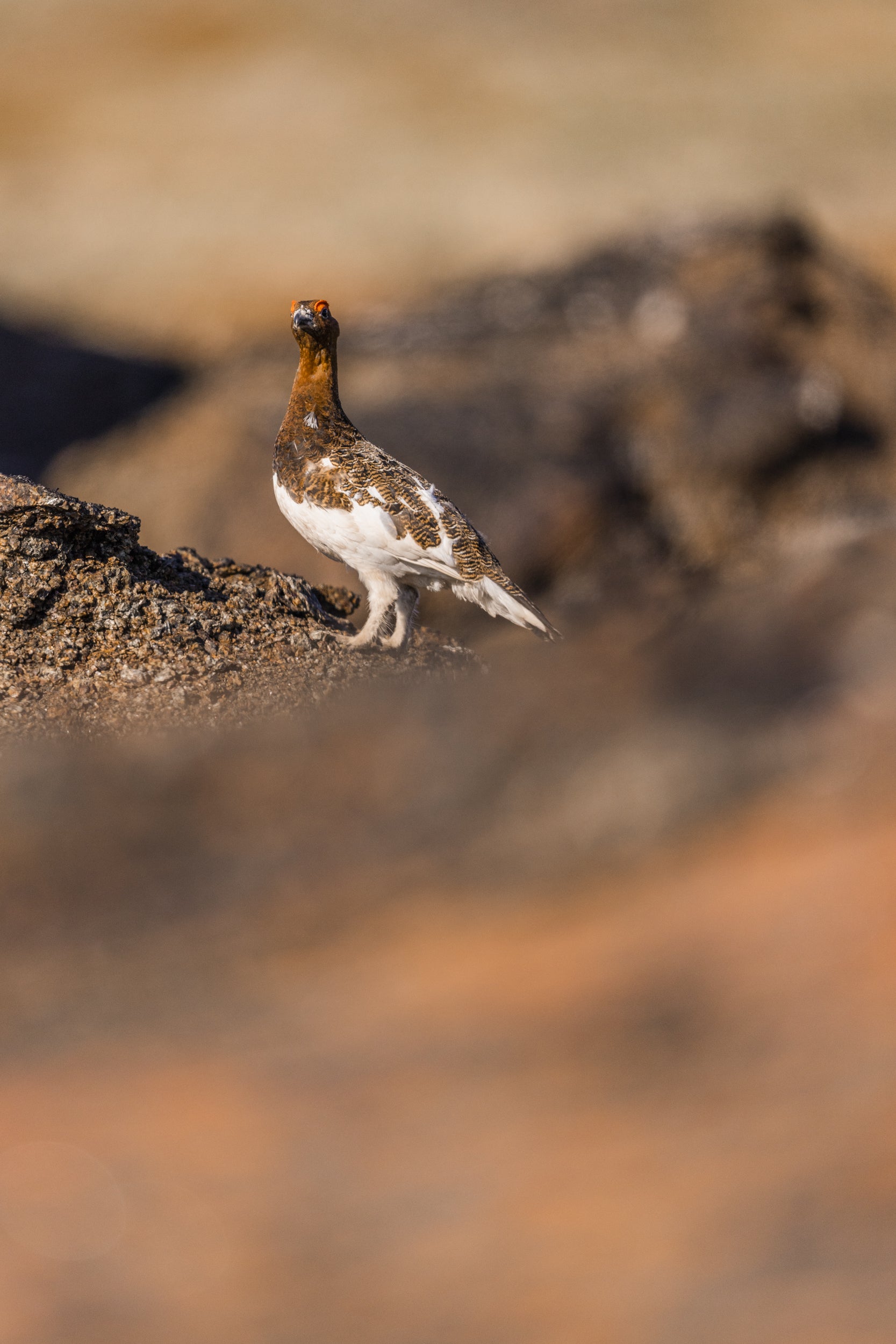 Willow Ptarmigan - Summer 040