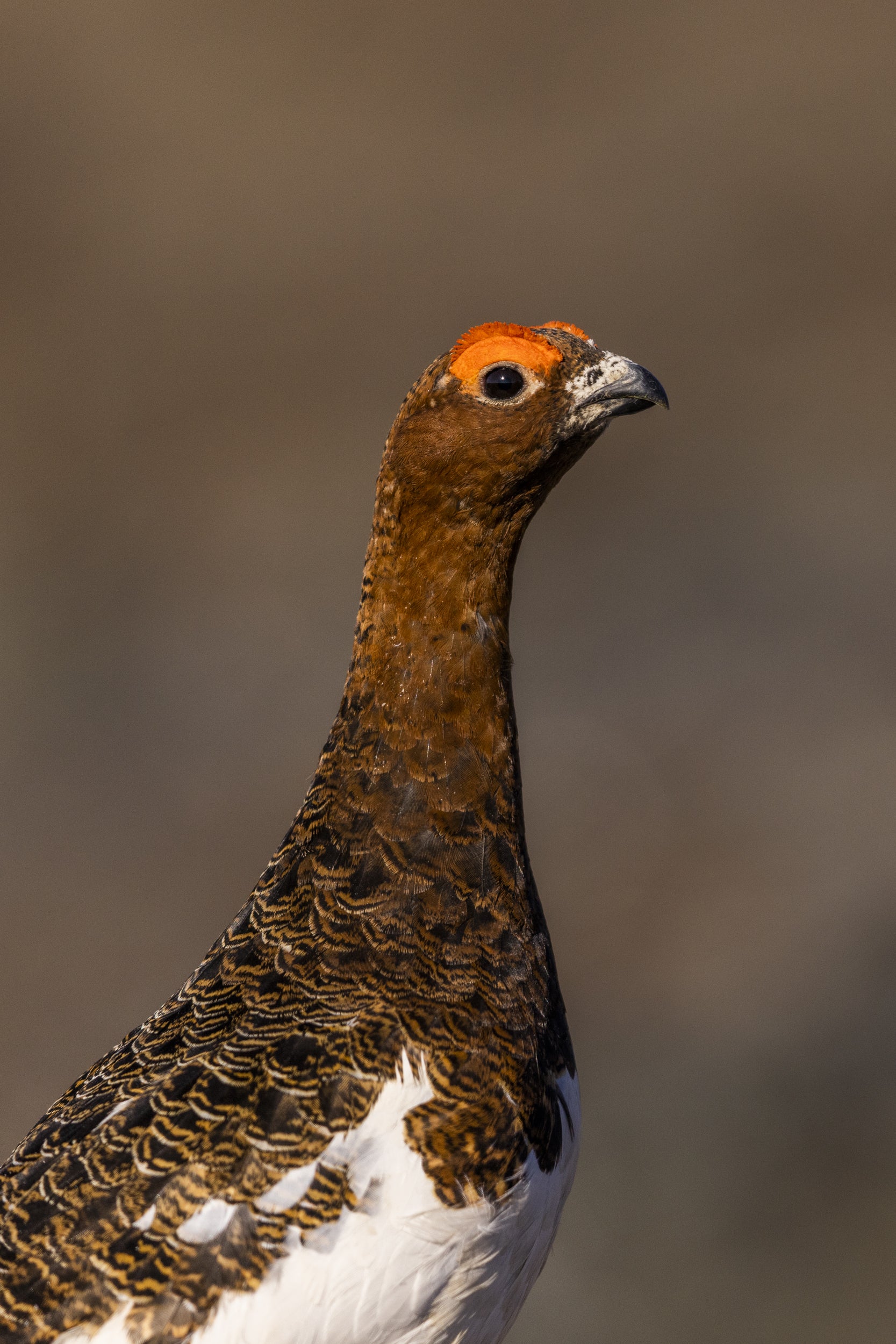 Willow Ptarmigan - Summer 042