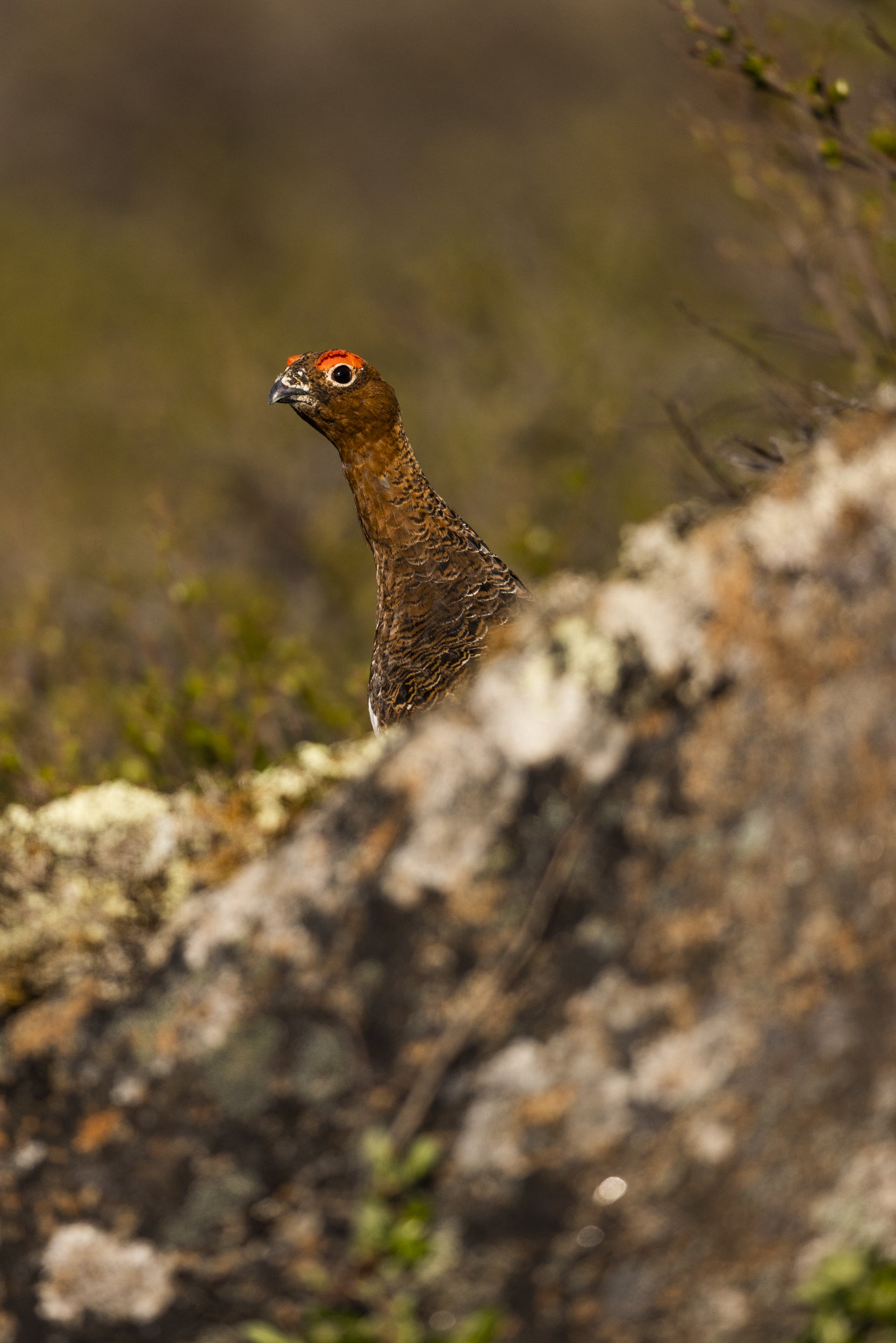 Willow Ptarmigan - Summer 044