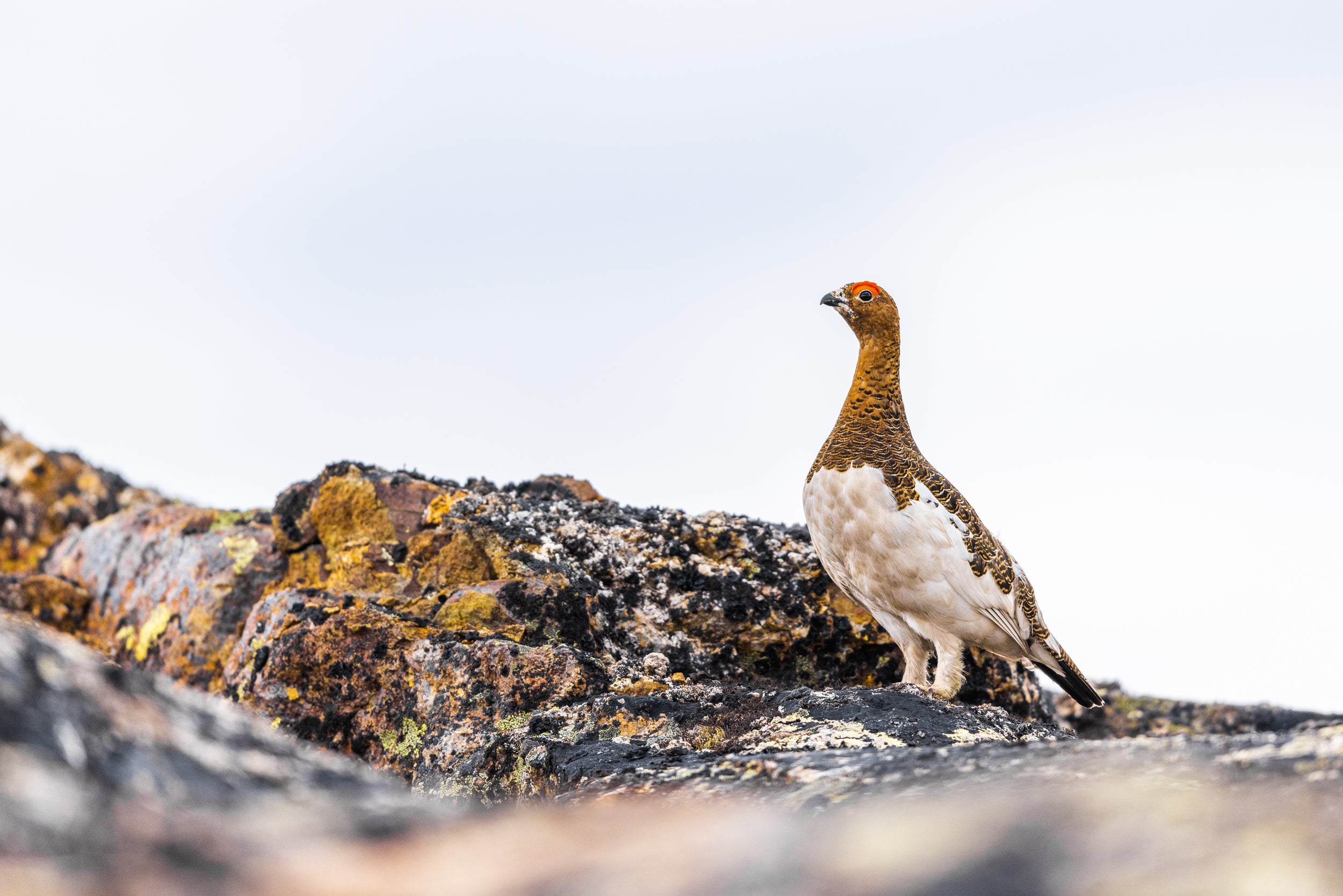 Willow Ptarmigan - Summer 051