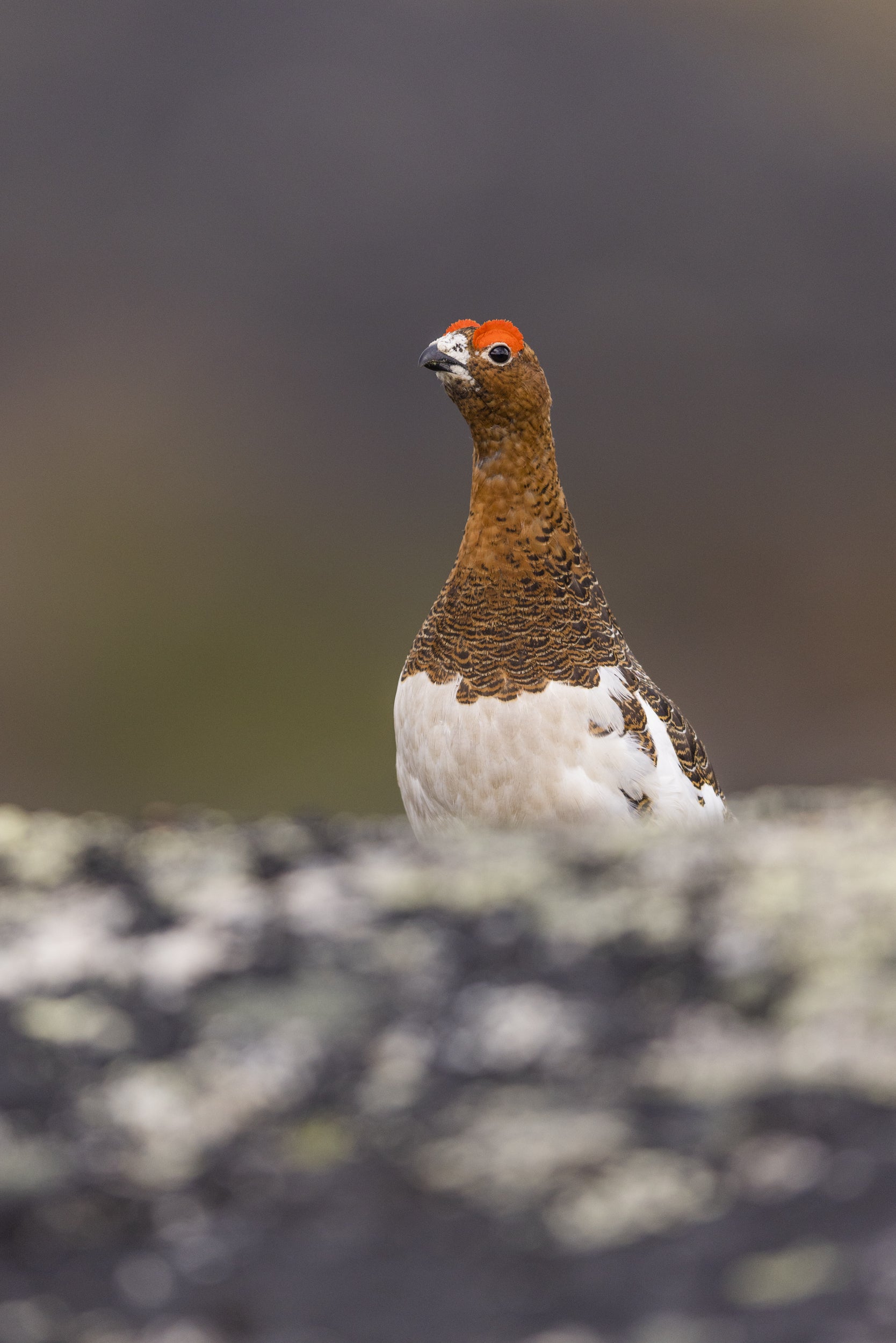 Willow Ptarmigan - Summer 052