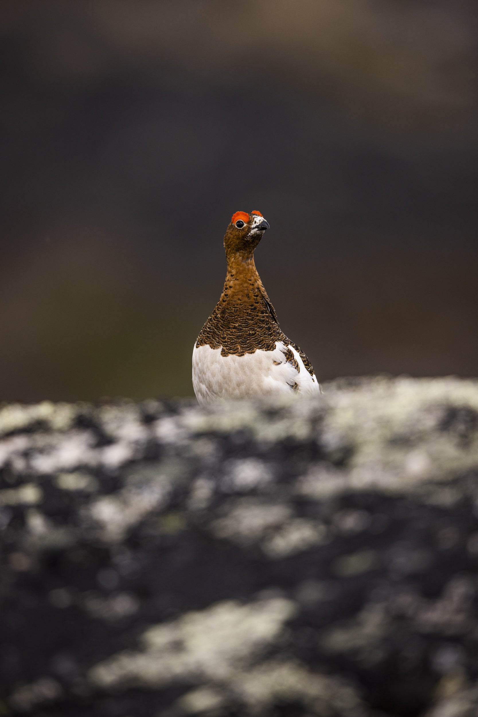 Willow Ptarmigan - Summer 053