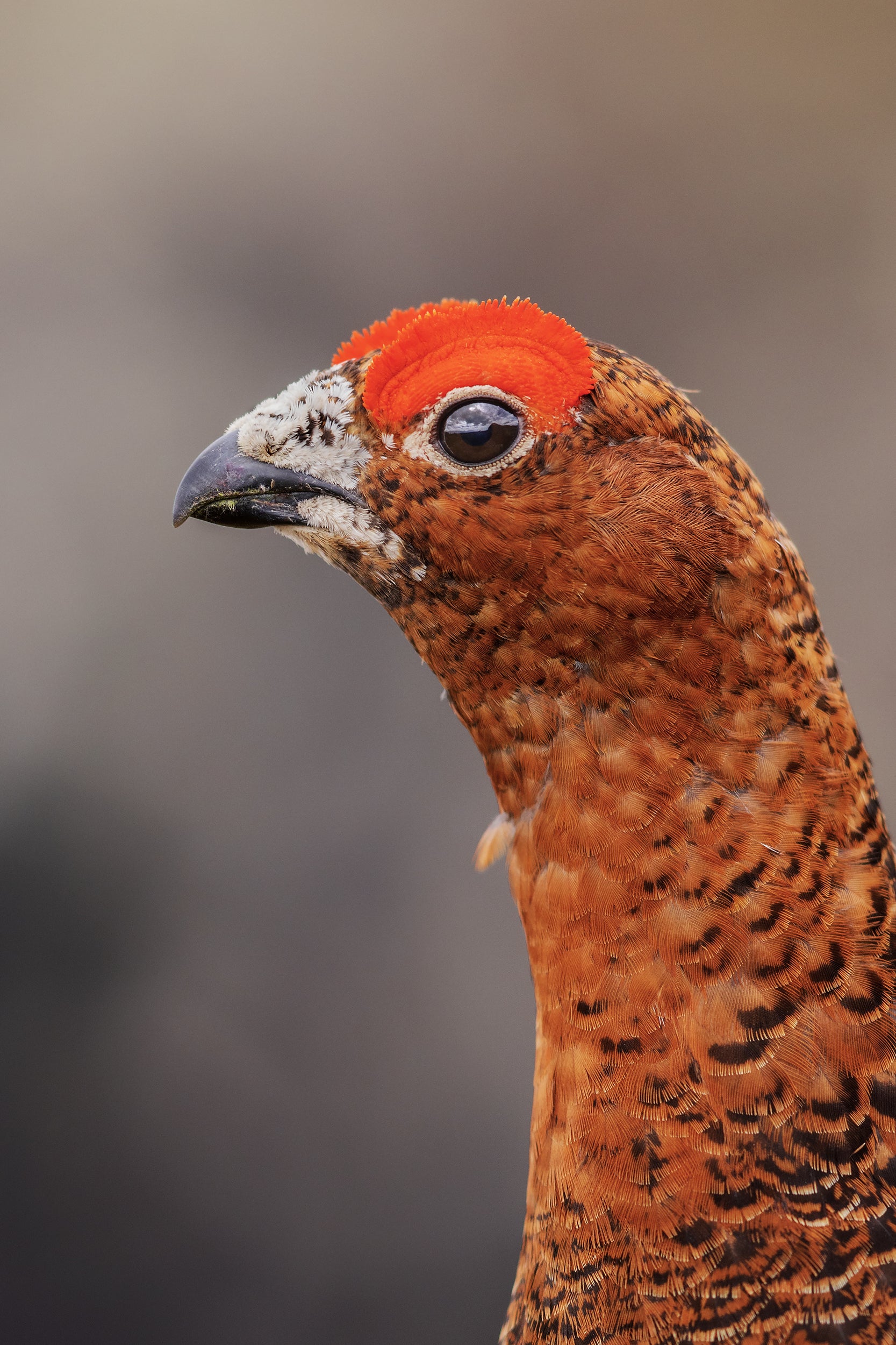 Willow Ptarmigan - Summer 056