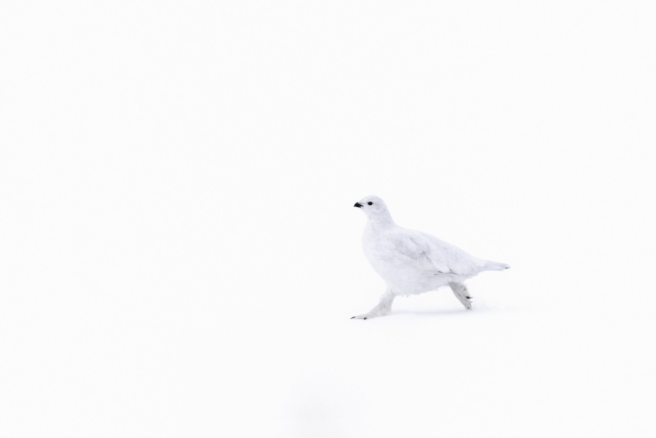 Willow Ptarmigan - Winter 059