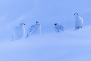 Willow Ptarmigan - Winter 060