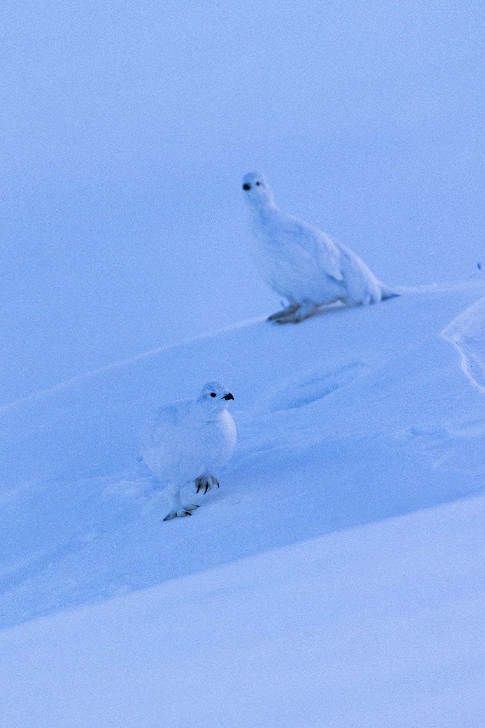Willow Ptarmigan - Winter 065