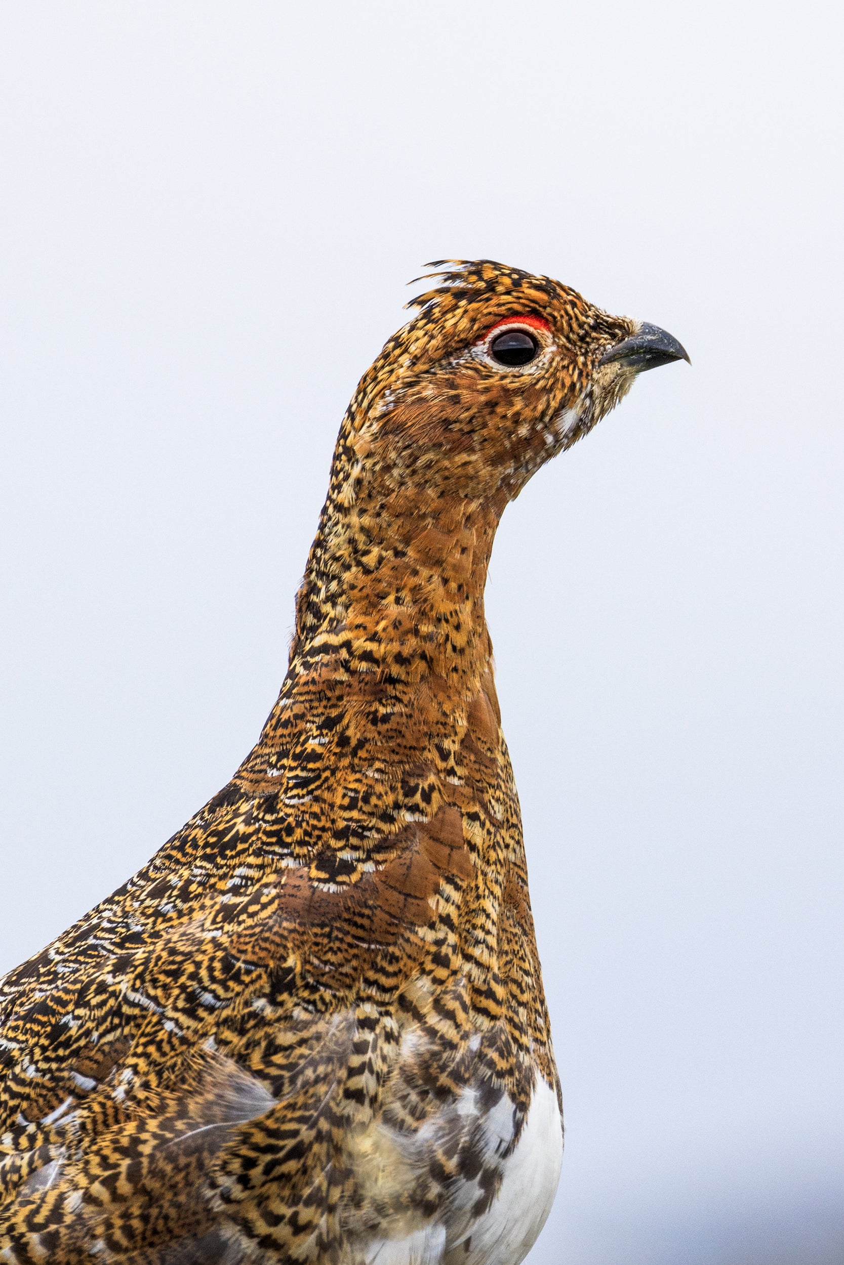 Willow Ptarmigan - Summer 068