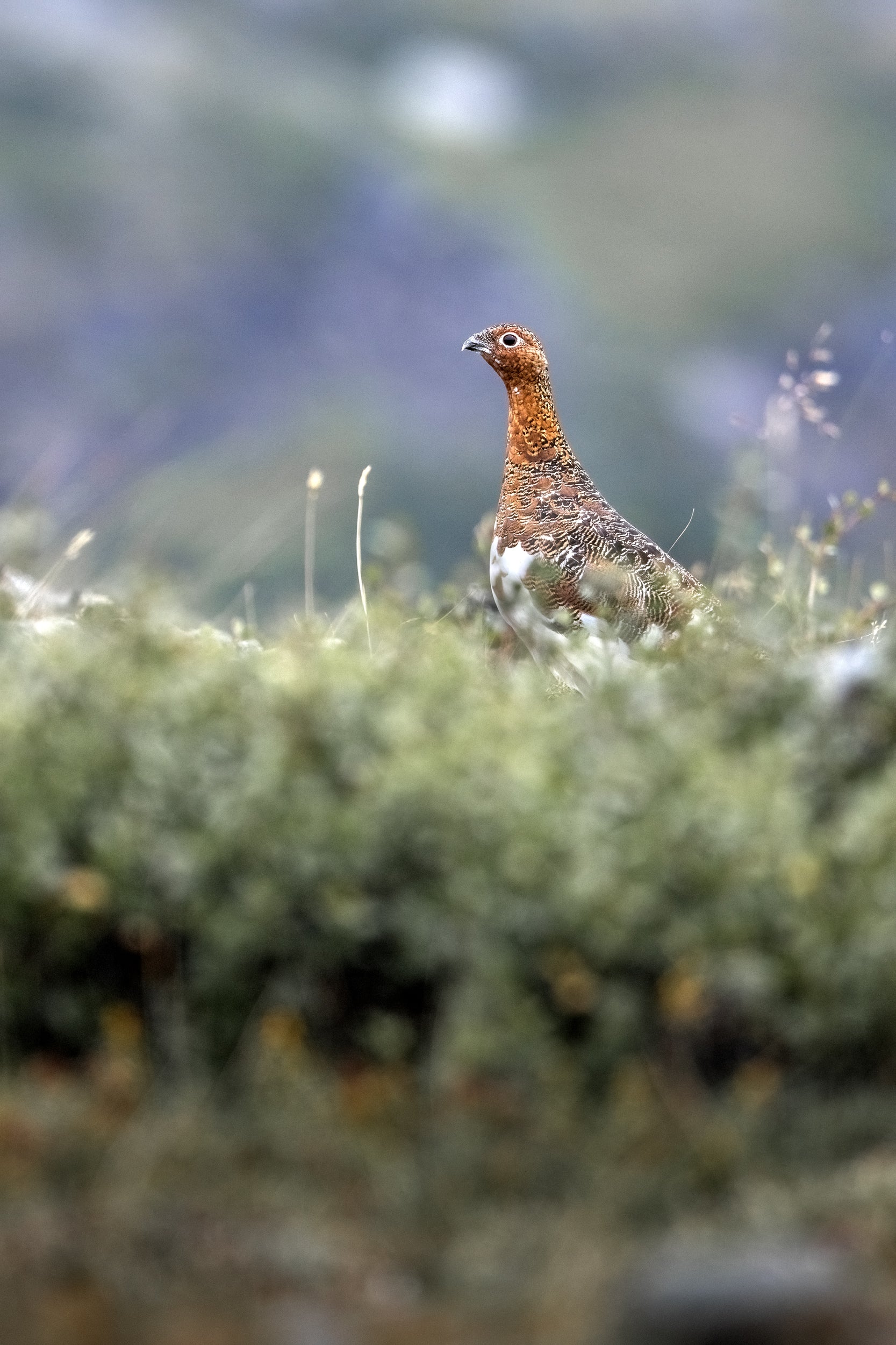 Willow Ptarmigan - Summer 069