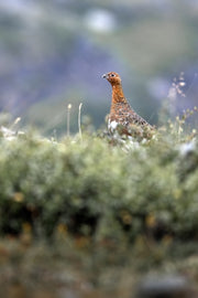 Willow Ptarmigan - Summer 069