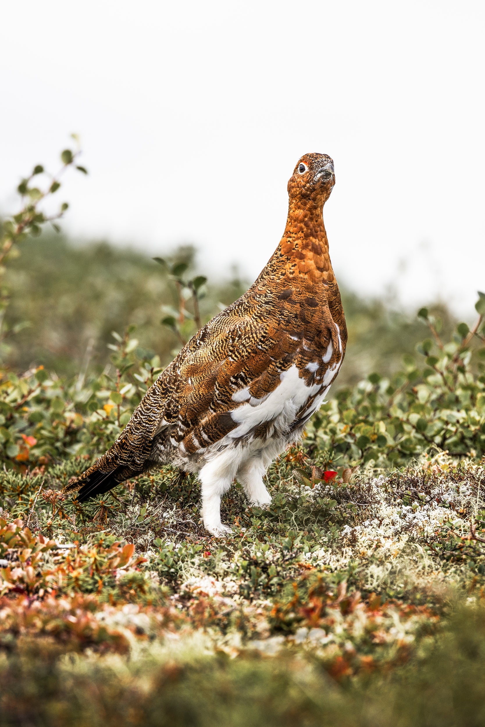 Willow Ptarmigan - Summer 070