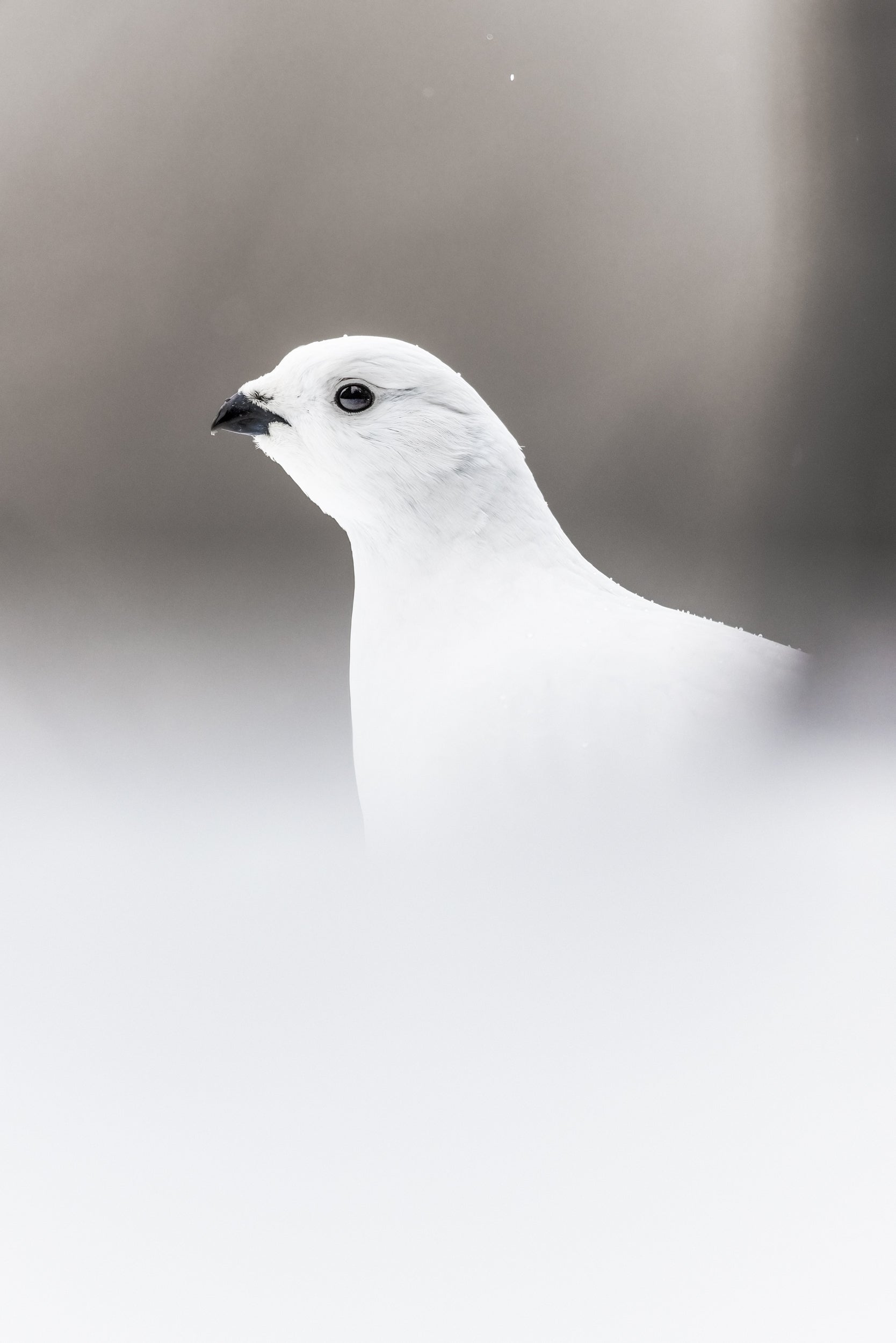 Willow Ptarmigan - Winter 073
