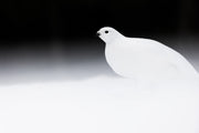 Willow Ptarmigan - Winter 074