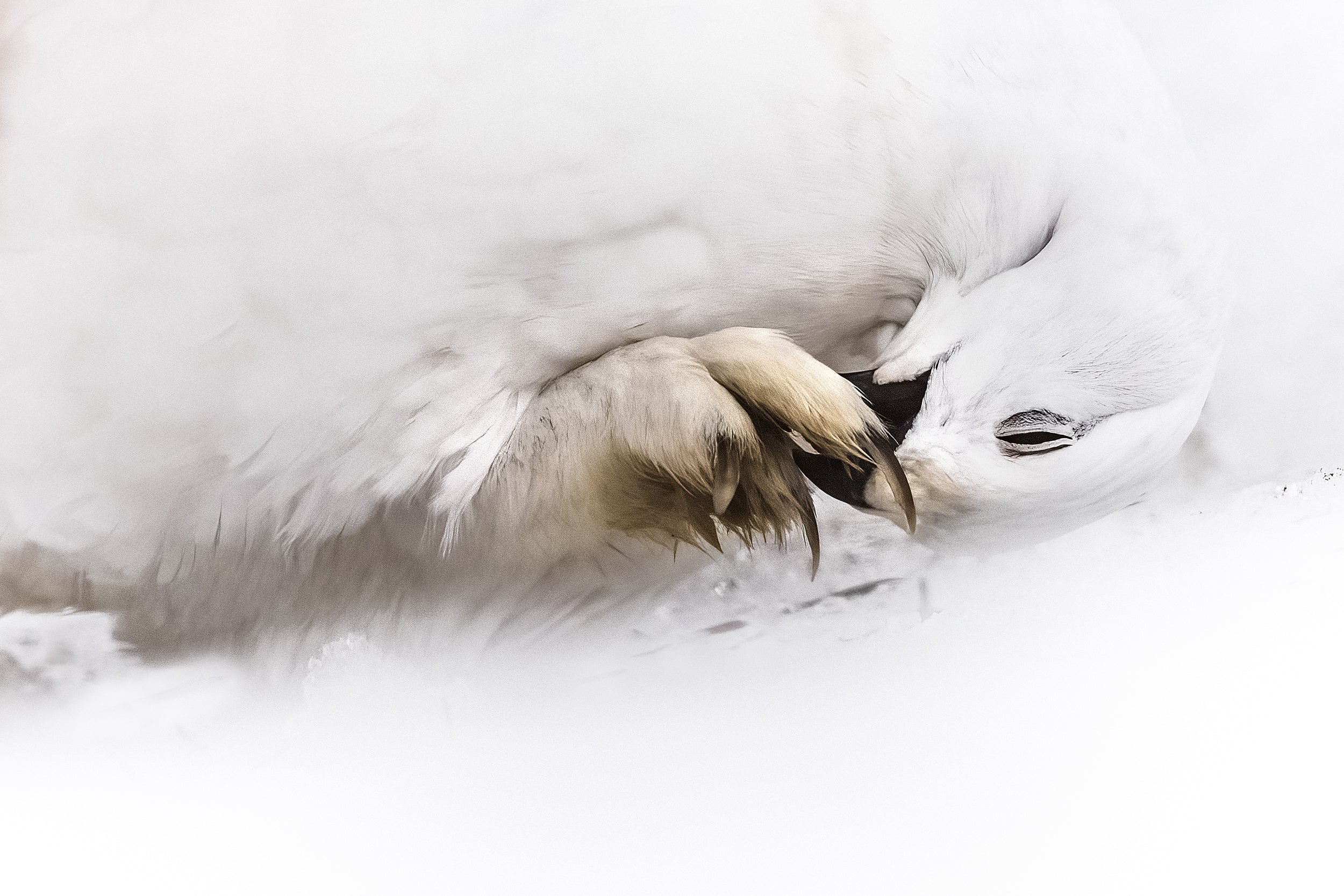 Willow Ptarmigan - Winter 077